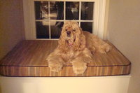 Molly on her new window seat cushion