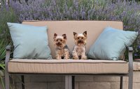 Yorkies On The New Custom Love Seat Cushions