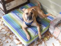 Custom Sunbrella Dog Bed