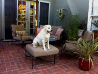 Dog Days of Summer On New Sunbrella Patio Cushions