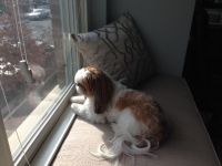Custom Sunbrella Window Seat Cushion