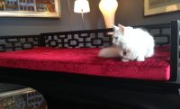 Cat On A Hot Red Custom Daybed Cushion