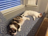 Cat Approved Window Seat Cushion and Pillows