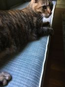Window Seat Cat Cushion in Customer's Material