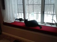 Cat-Approved New Window Seat Cushion