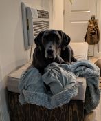 Custom Dog Bed