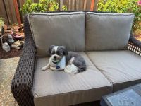 Puppy-Approved Loveseat Cushions